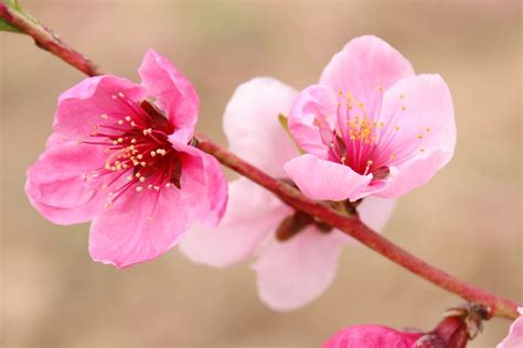 什麼是桃花|桃花：最浪漫的花卉